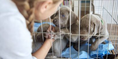 Otterhound Breeders USA – How to Find One