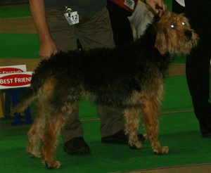 otterhound breeders USA