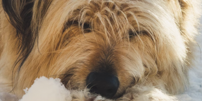 English Otterhound - What You Need to Know
