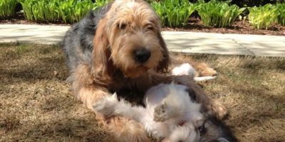 Otterhound Breeders Near Me: What Are The Things You Need To Know