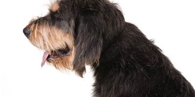 Irish Otterhound Dog Breed Information