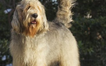 Otterhound Puppies for sale in Pa