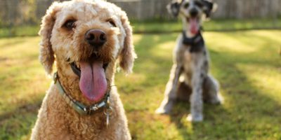 Is Otterhounds Hypoallergenic? Important Note