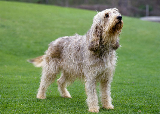Otterhounds Breed Information You Need To Know