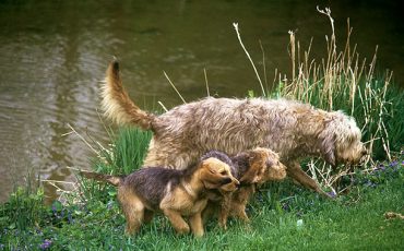 Why Otterhounds Have Webbed Feet
