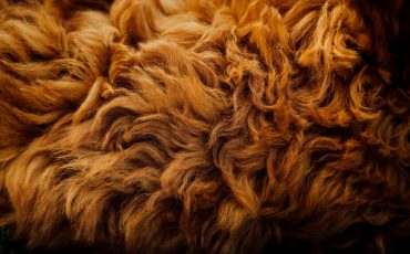 Otterhounds Rescue - What you Should Know