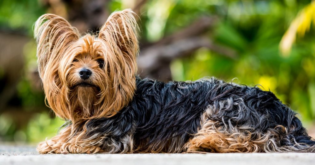 Yorkshire Terrier Otterhound Mix: Background and More