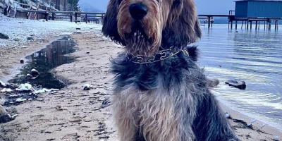 otterhound pros and cons