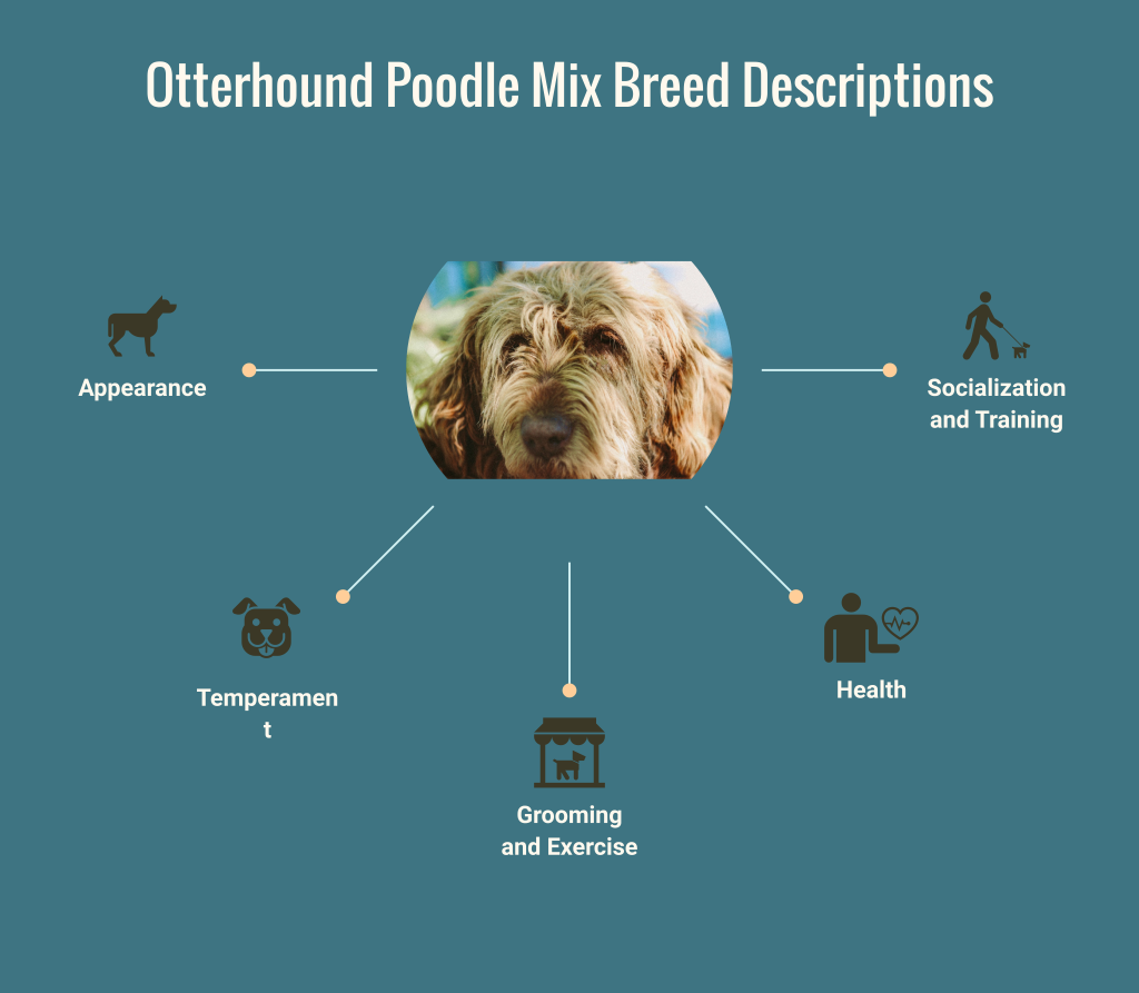 https://adioma.com/@Joaquin/infographic/otterhound-poodle-mix-breed-descriptions?p=new
